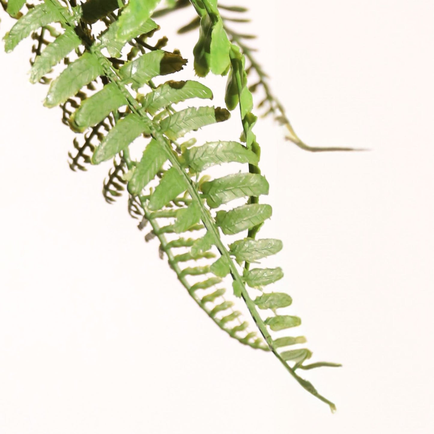 Helecho colgante 65 cm