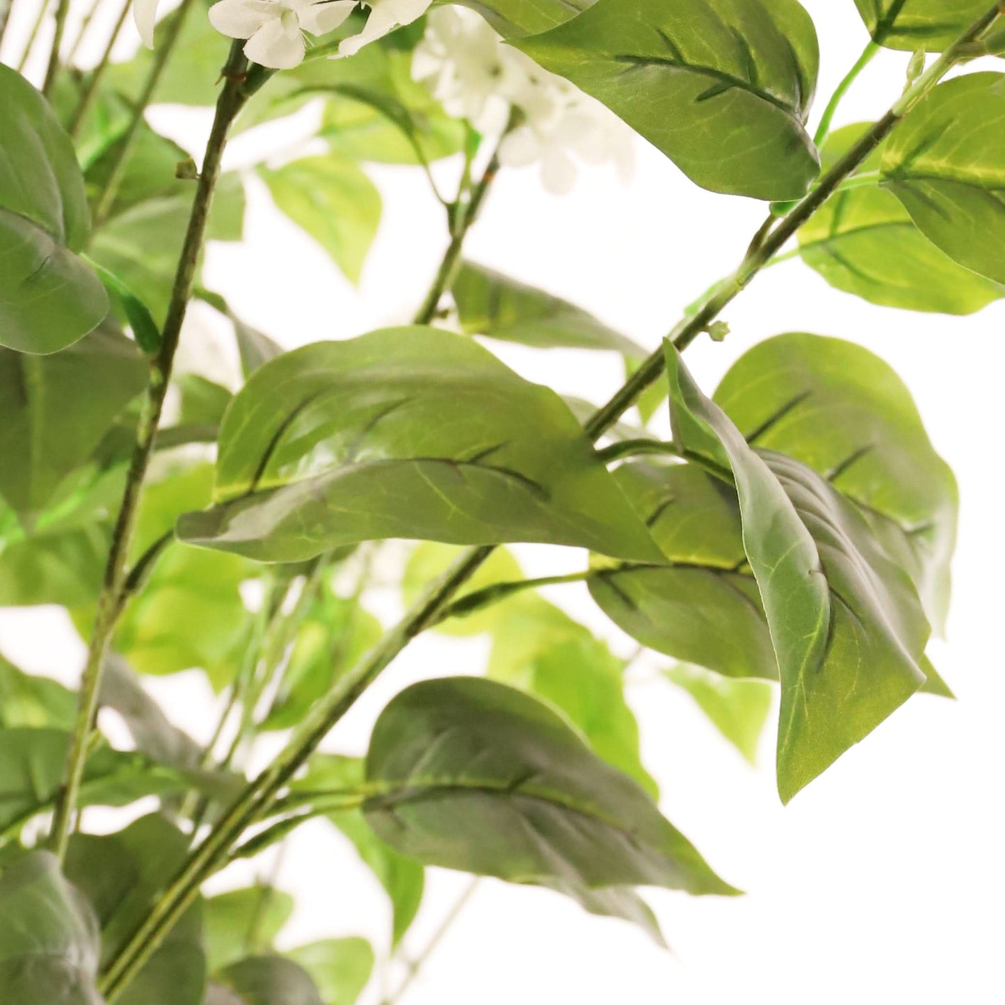 Hortensia paniculata blanca 160 cm
