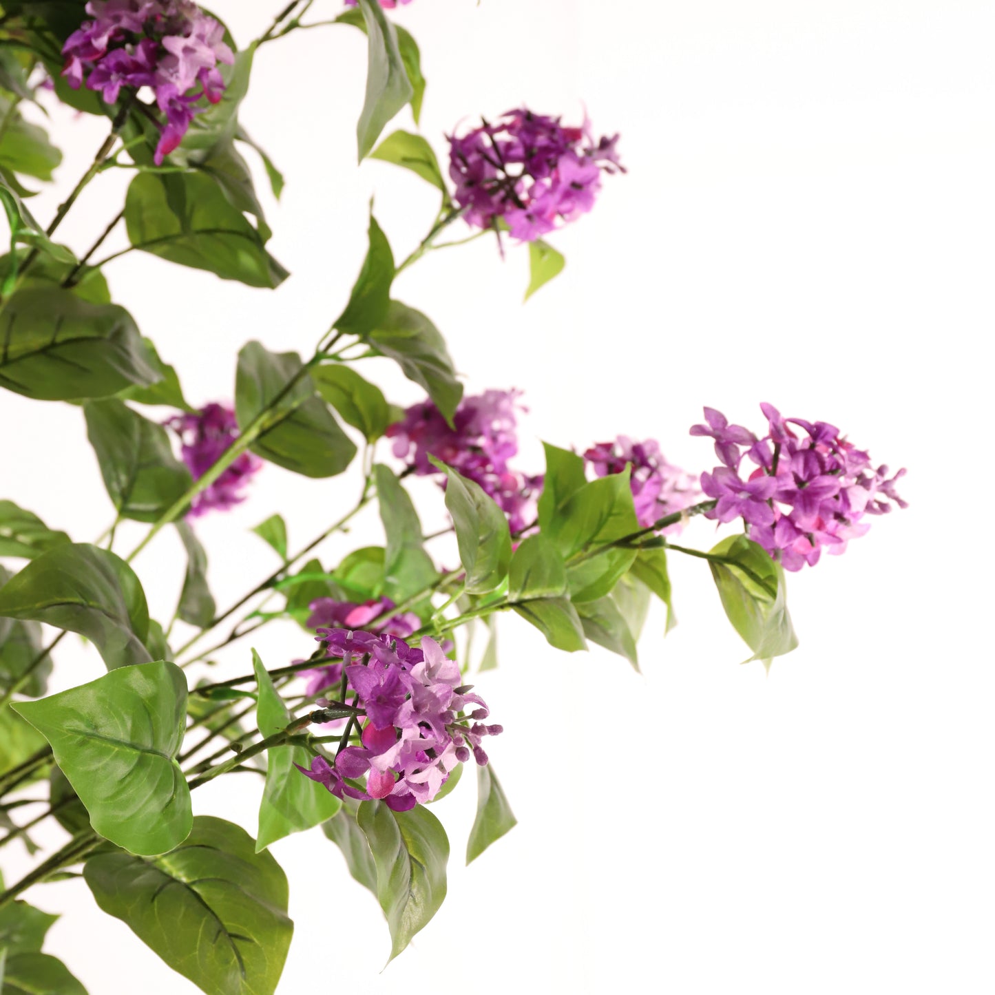 Hortensia paniculata morada 160 cm