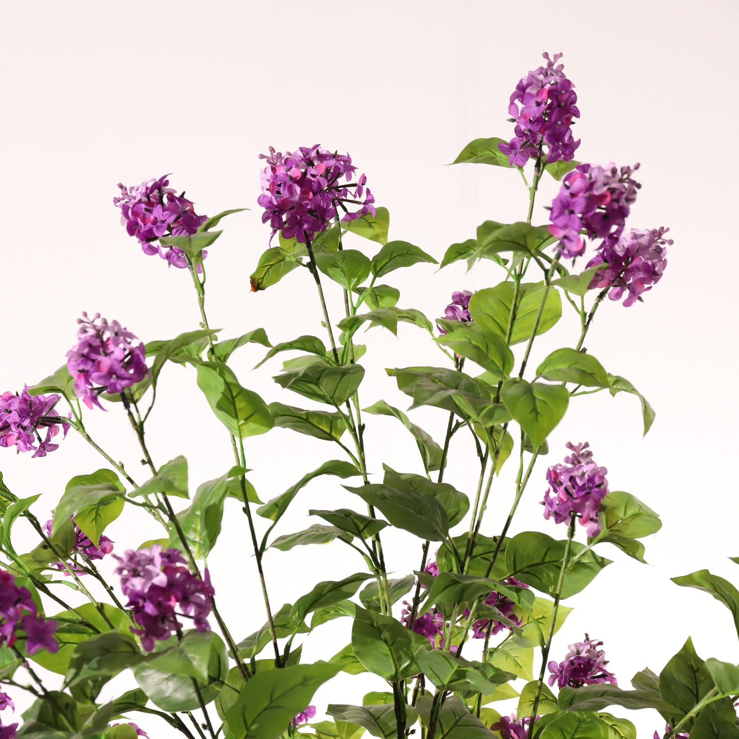 Hortensia paniculata morada 160 cm