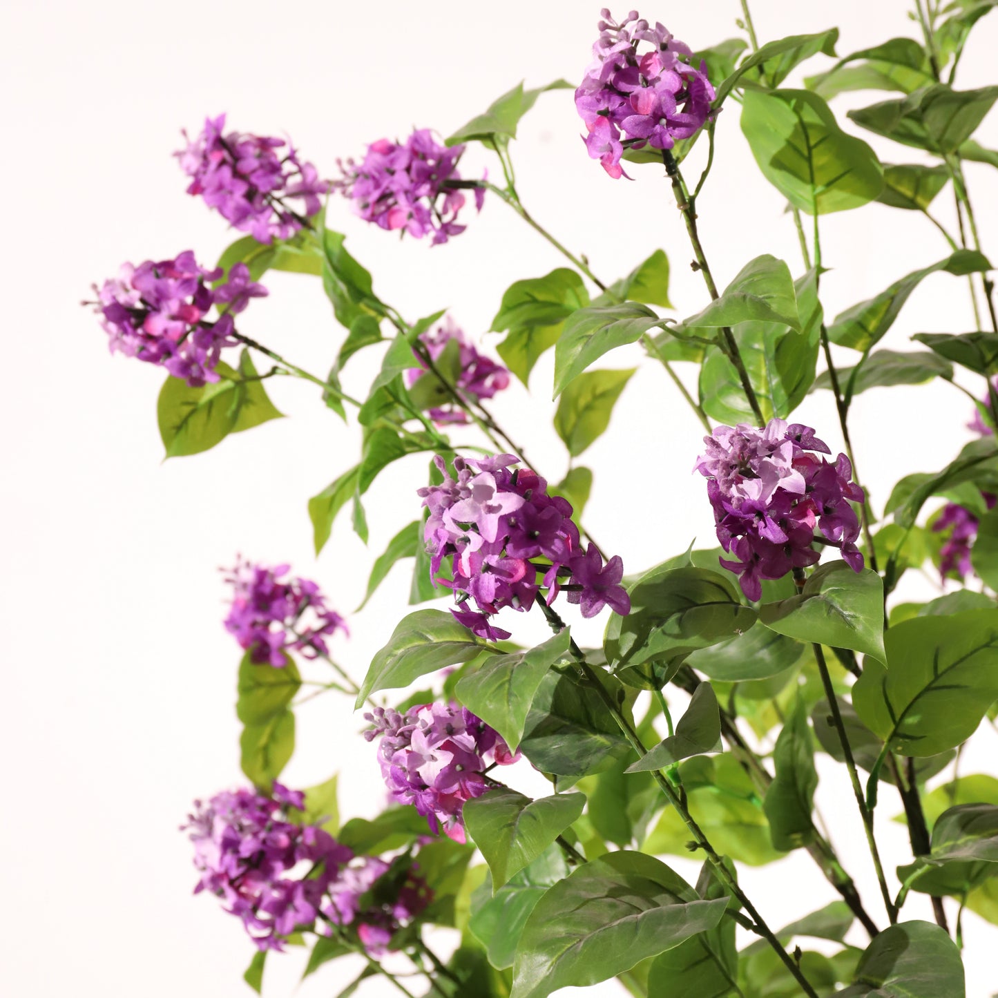 Hortensia paniculata morada 160 cm