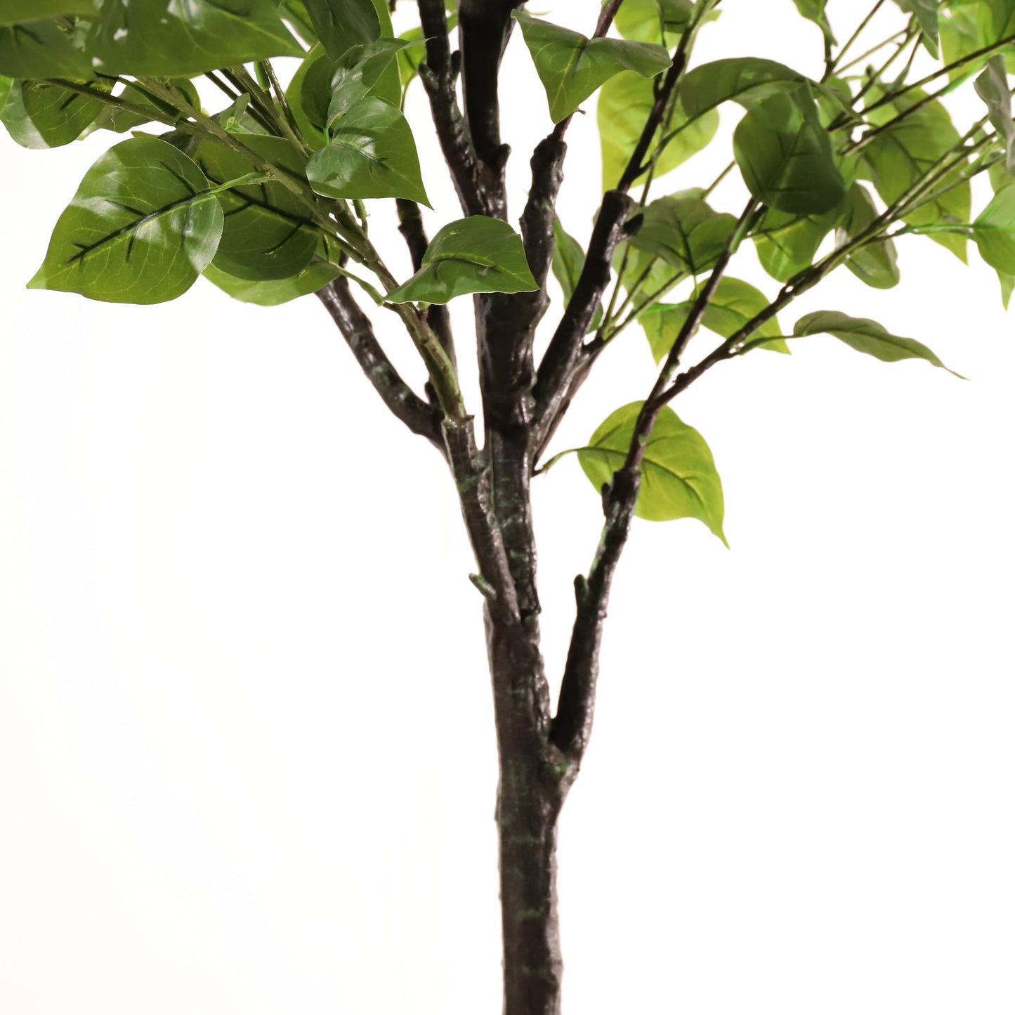 Hortensia paniculata morada 160 cm