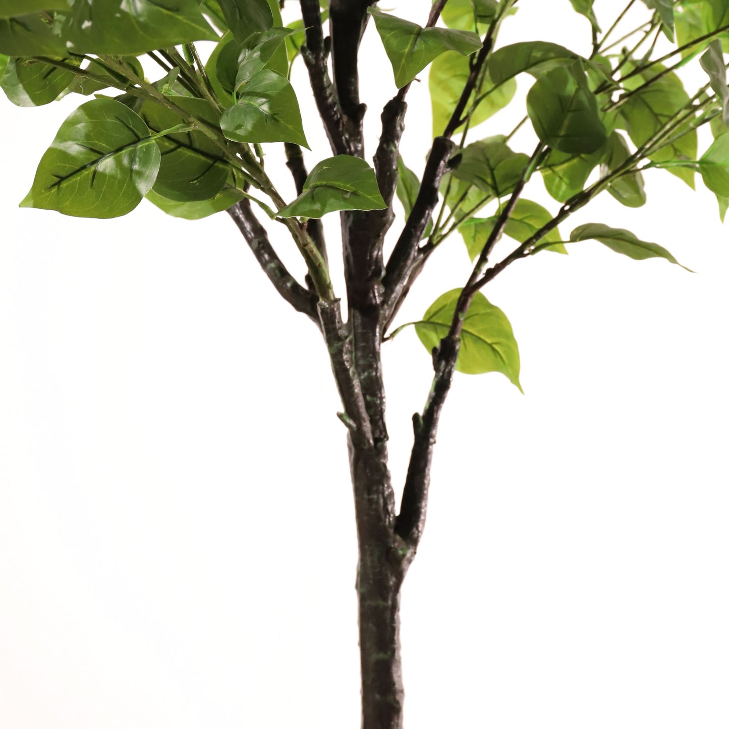 Hortensia paniculé violet 160 cm