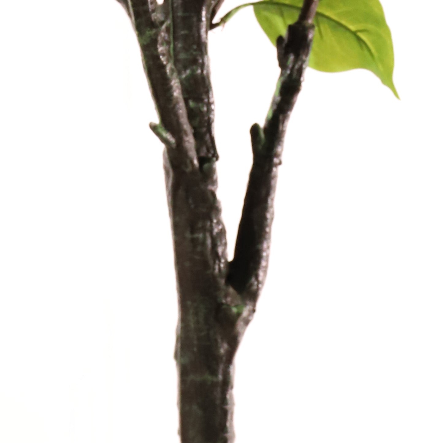 Hortensia paniculata morada 160 cm