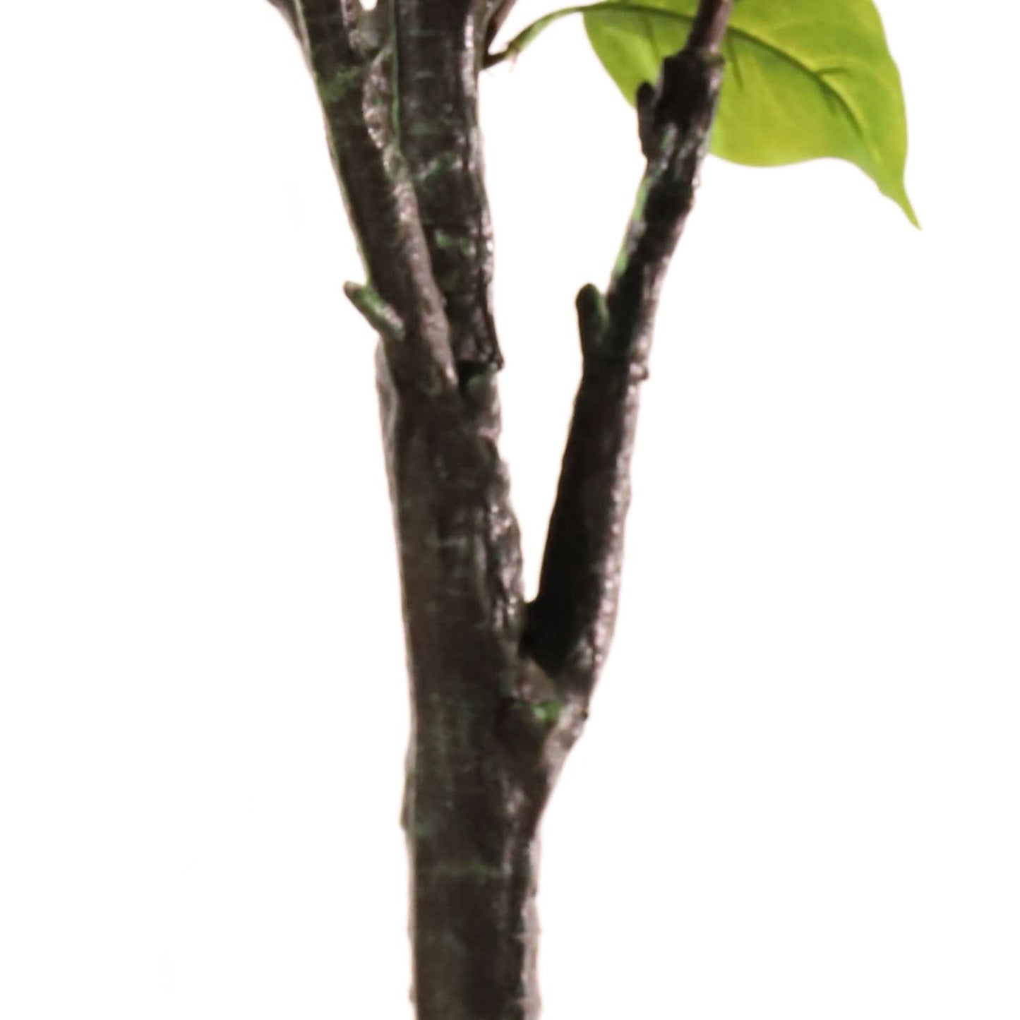 Hortensia paniculé violet 160 cm