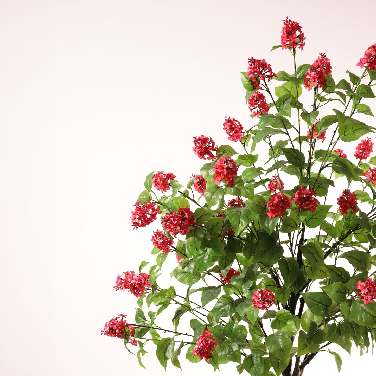 Hortensia paniculata rosa 160 cm