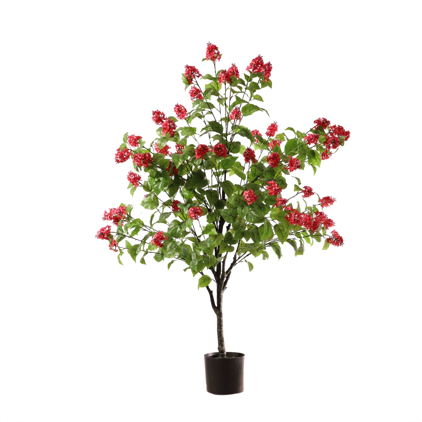 Hortensia paniculata rosa 160 cm