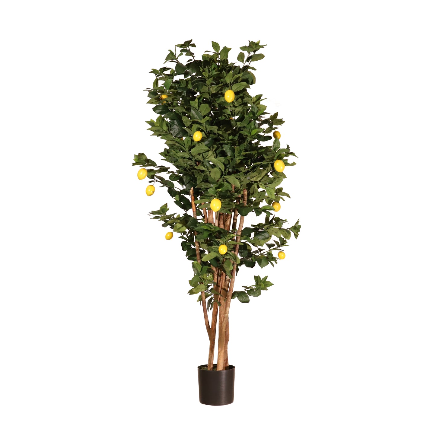 Limonero 180 cm