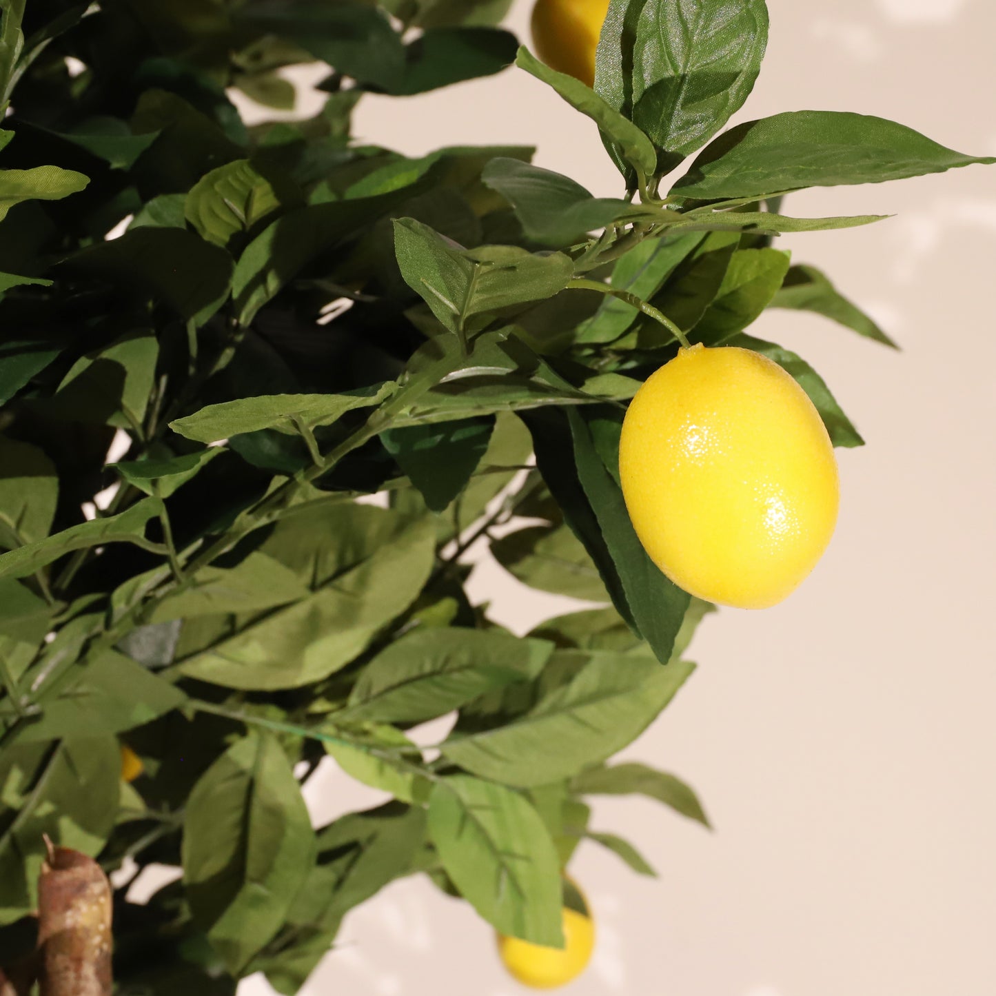 Limonero 180 cm