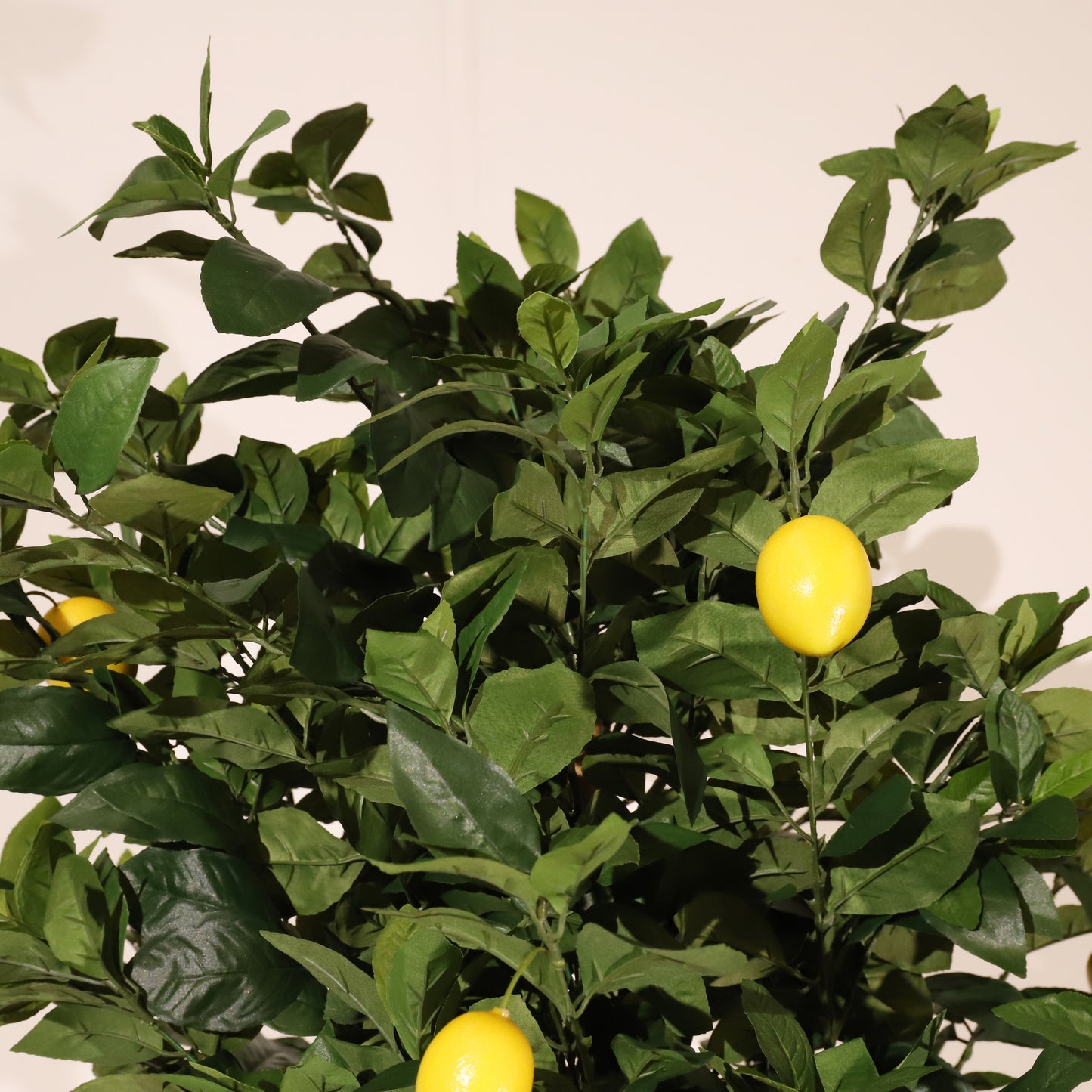 Limonero 180 cm