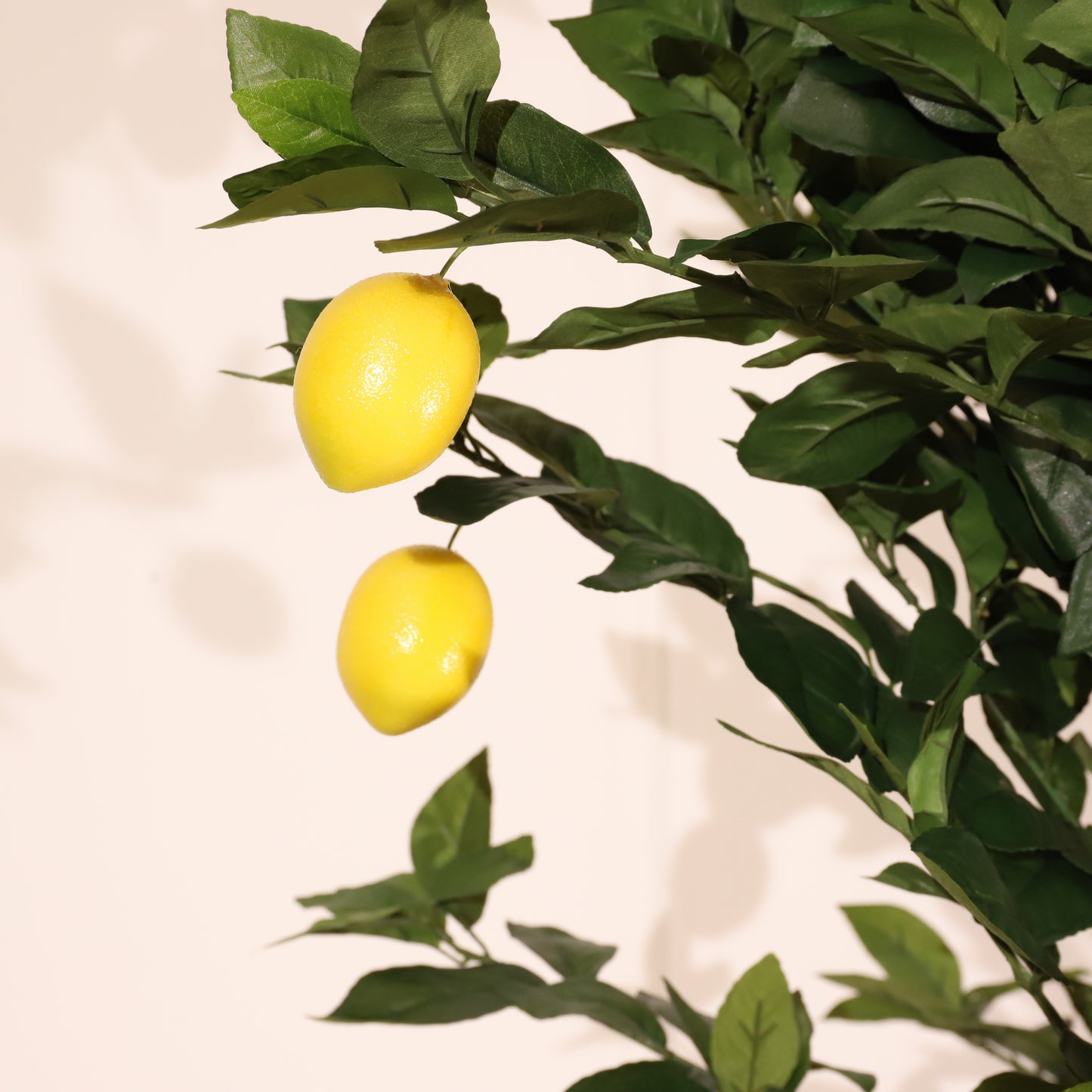 Limonero 180 cm