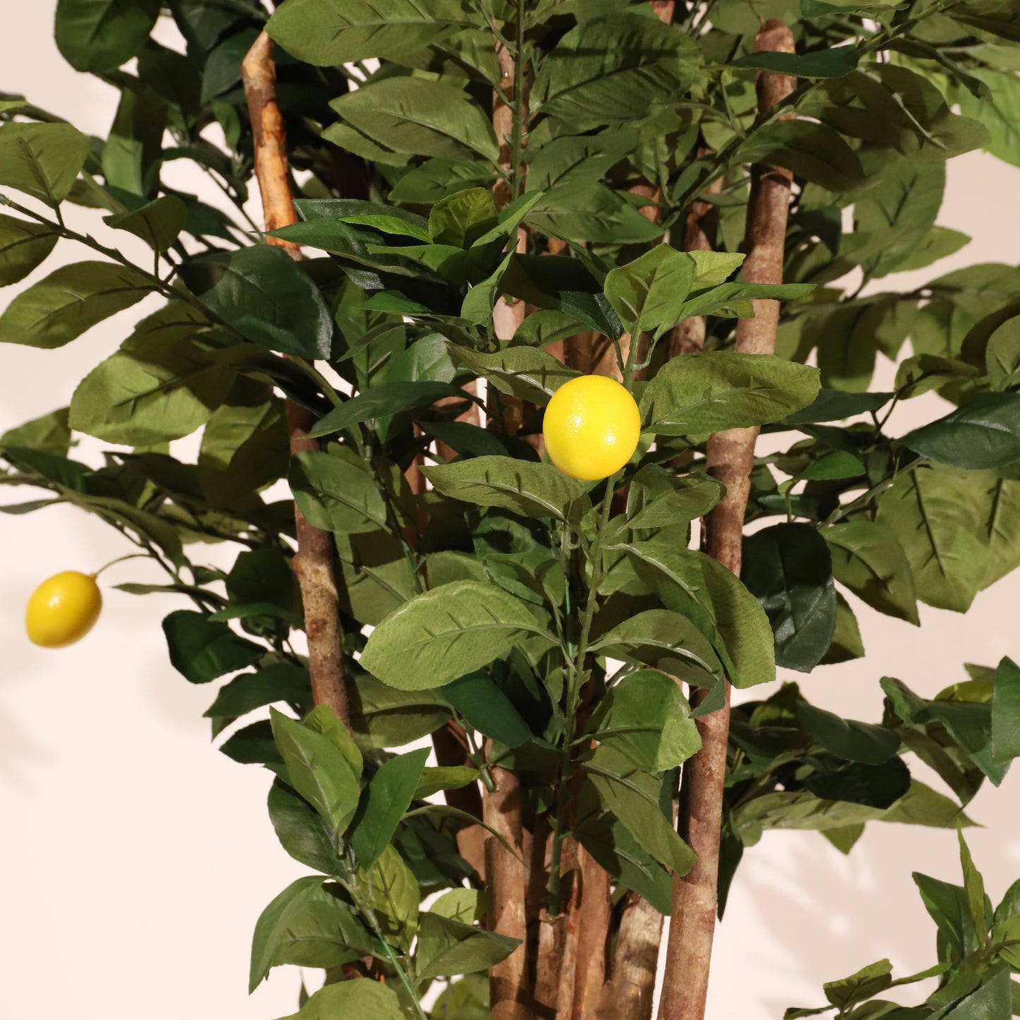 Limonero 180 cm