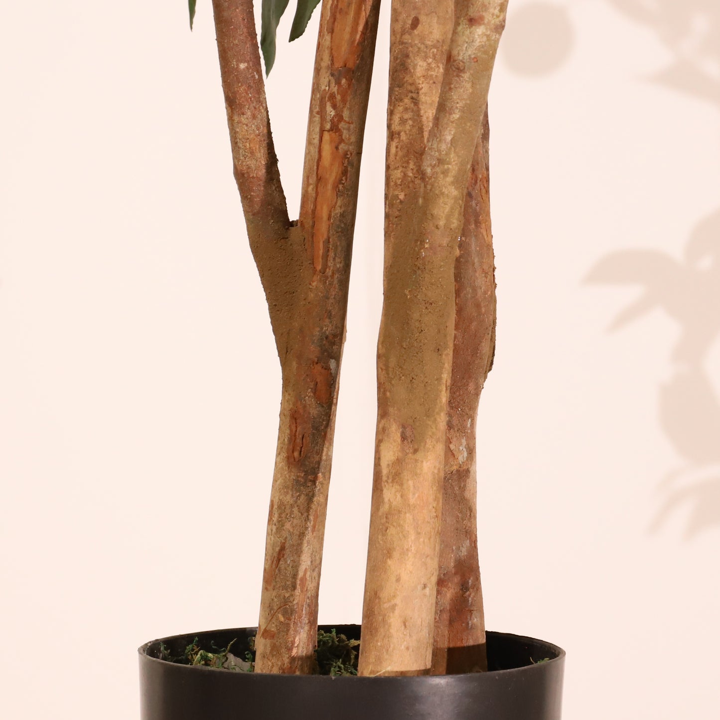 Limonero 180 cm