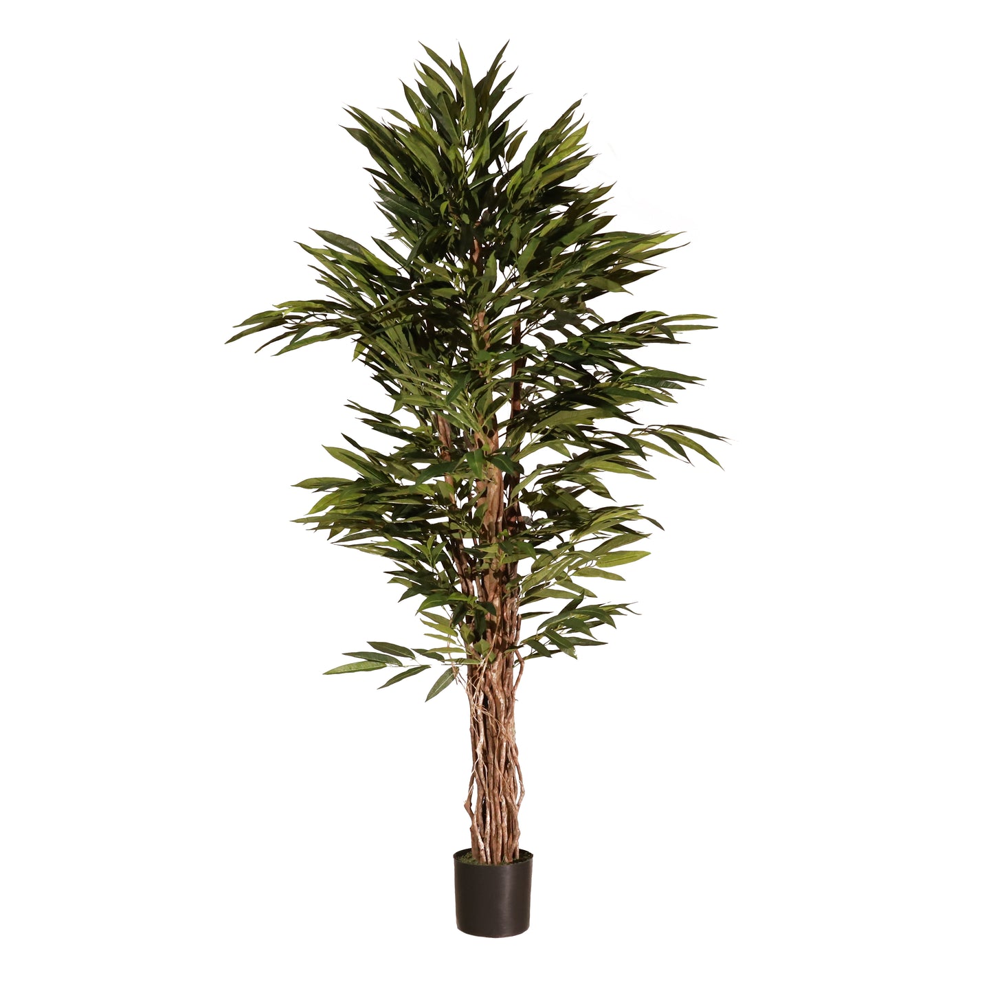 Longifolia 180 cm
