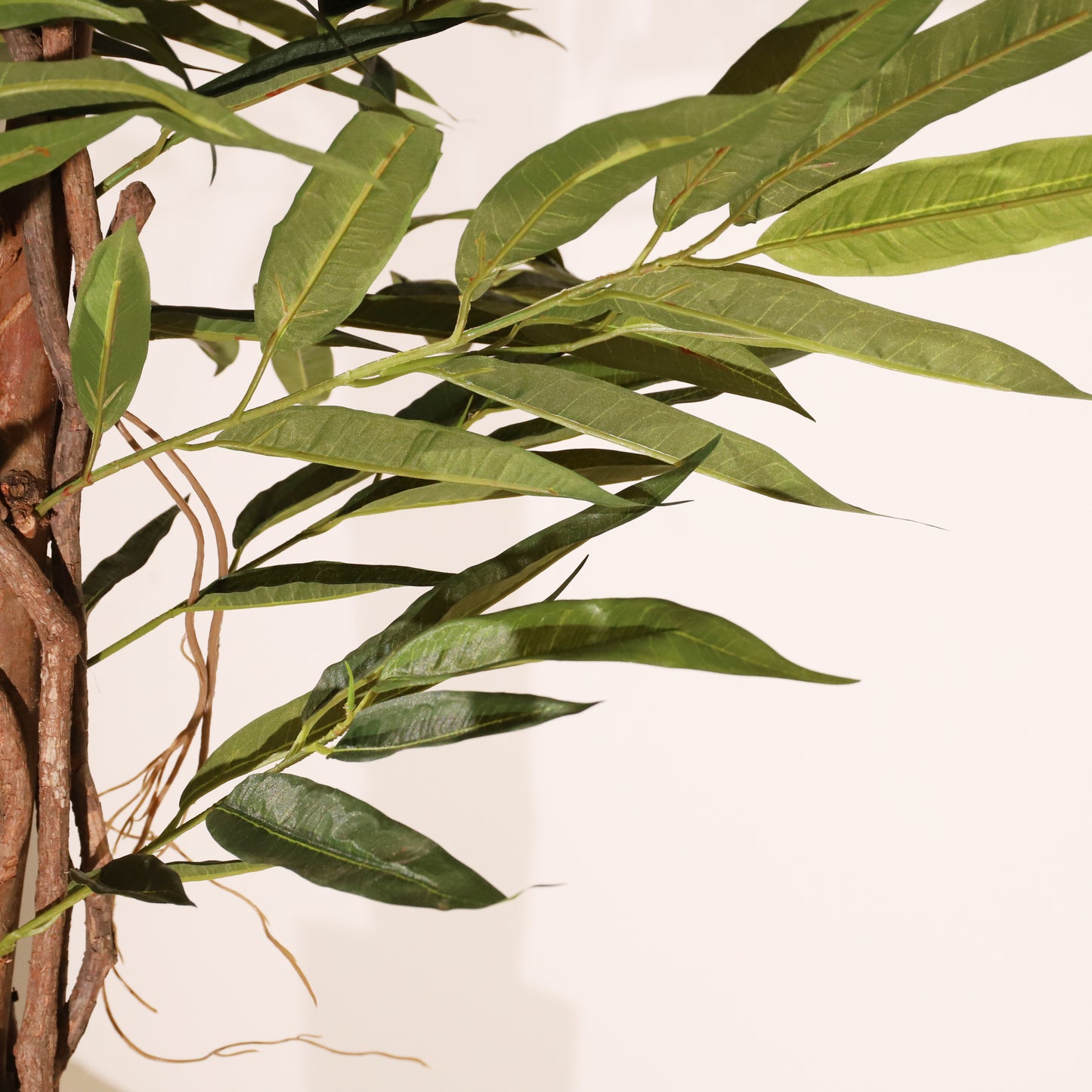 Longifolia 180 cm