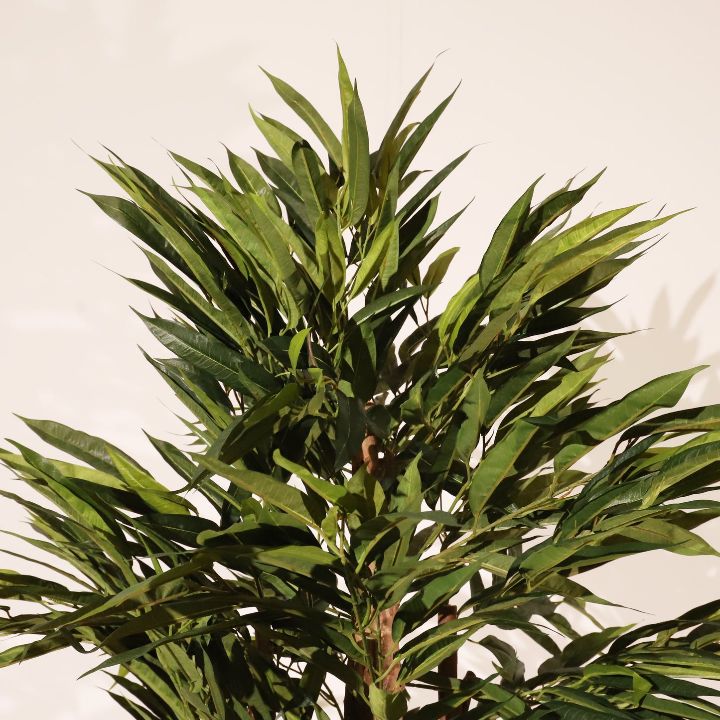 Longifolia 180 cm