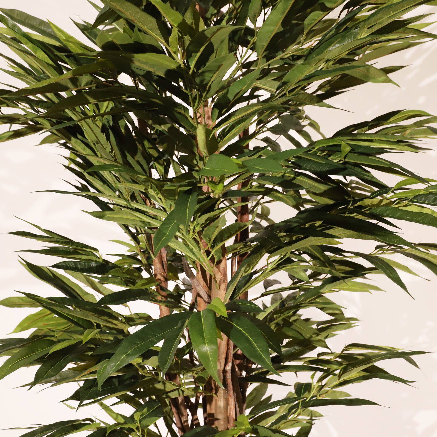 Longifolia 180 cm