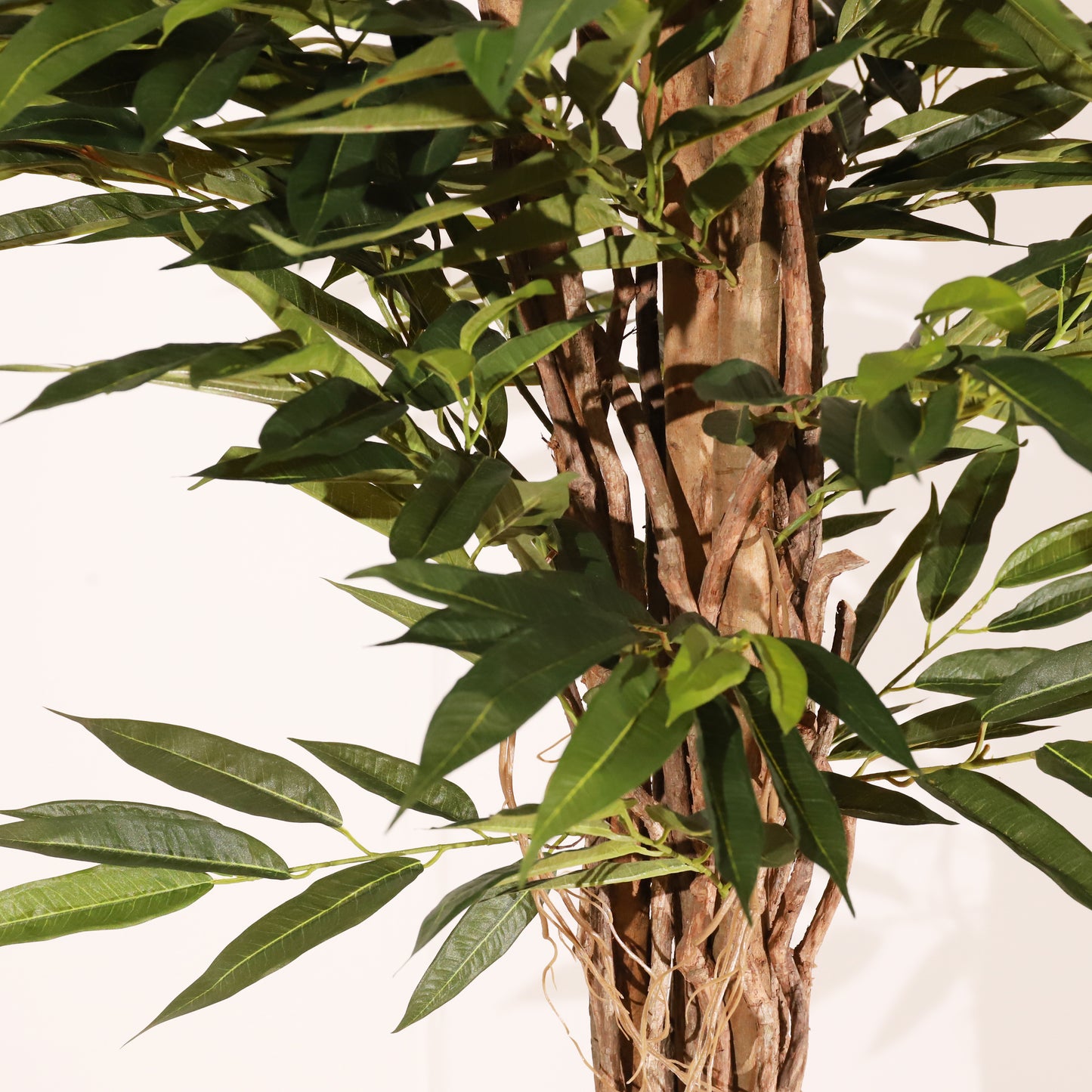 Longifolia 180 cm