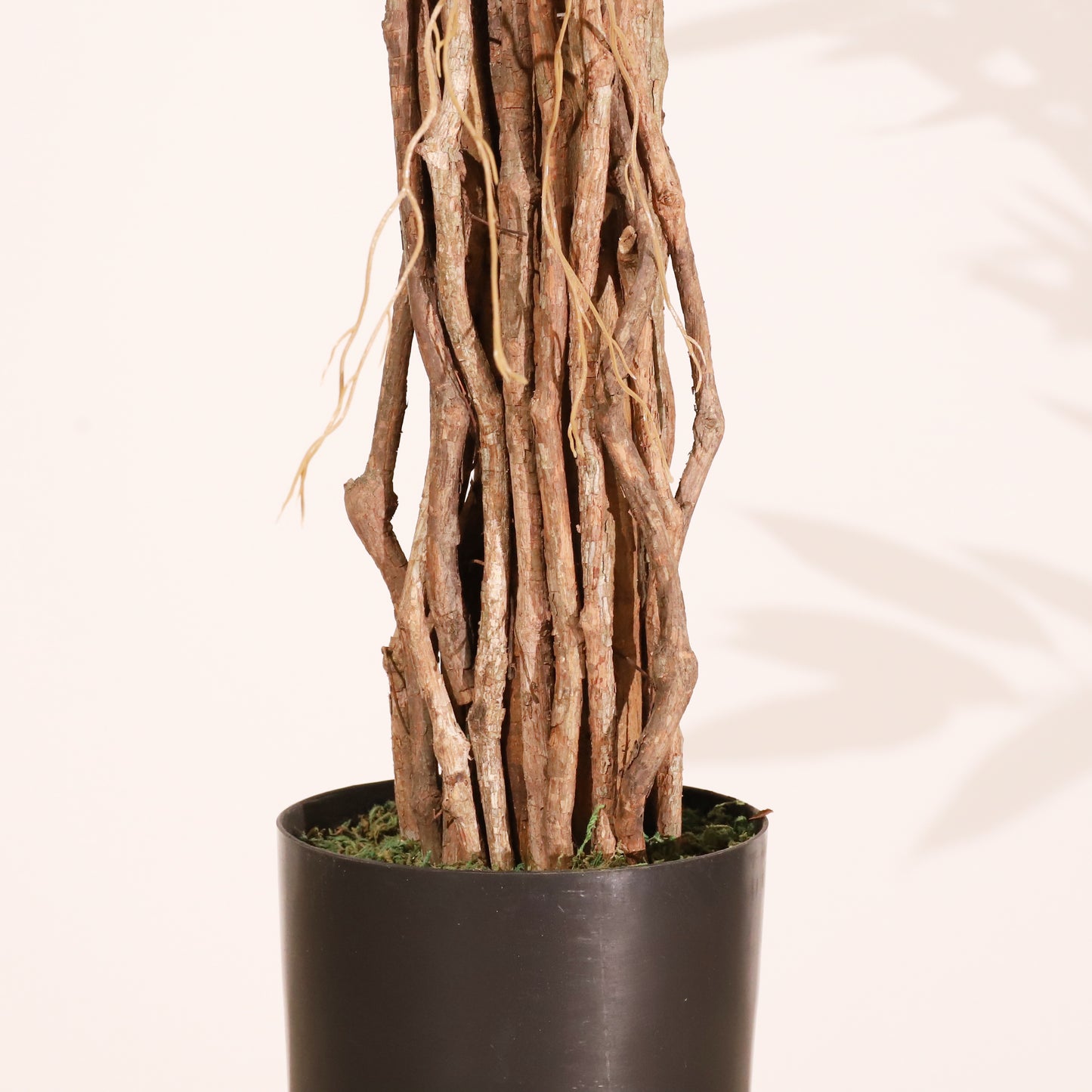 Longifolia 180 cm
