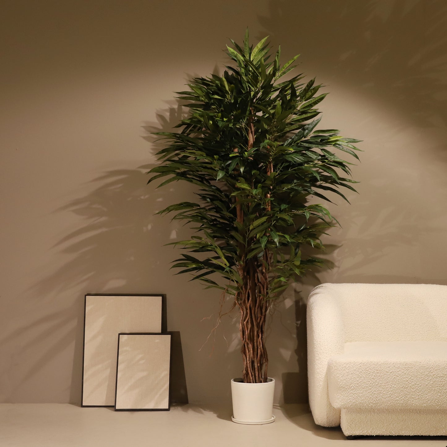 Longifolia 180 cm