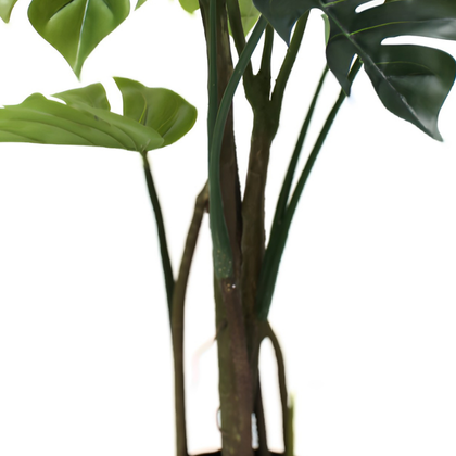 Monstera 120cm