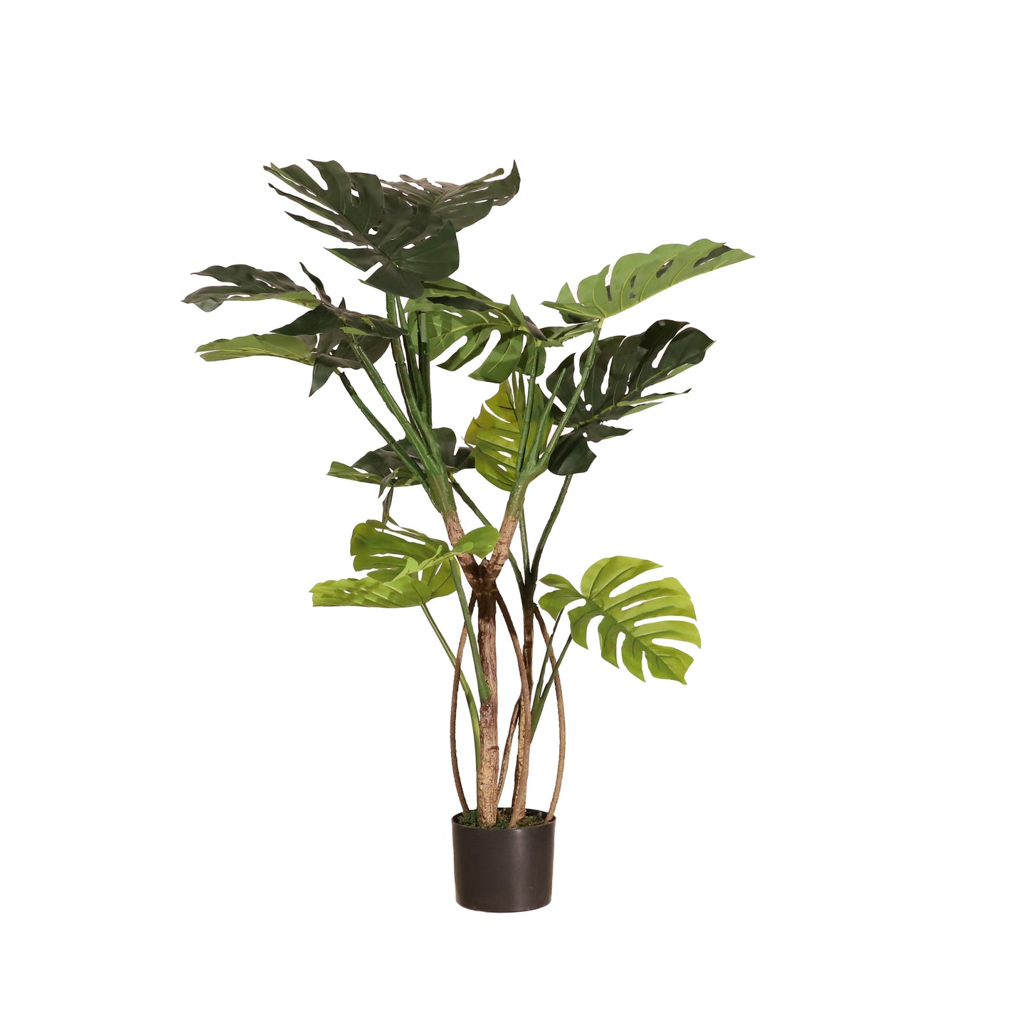 Monstera 120cm