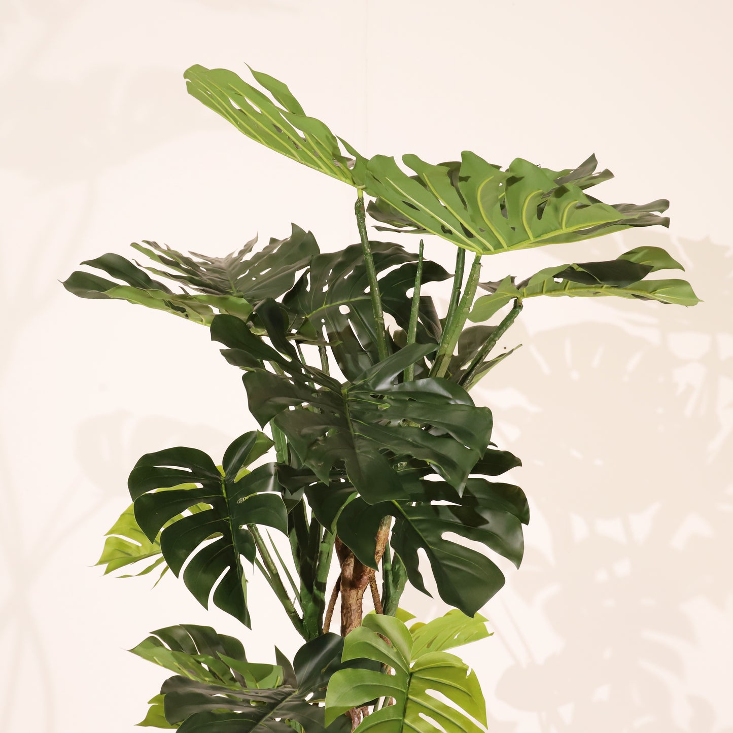 Monstera 160cm