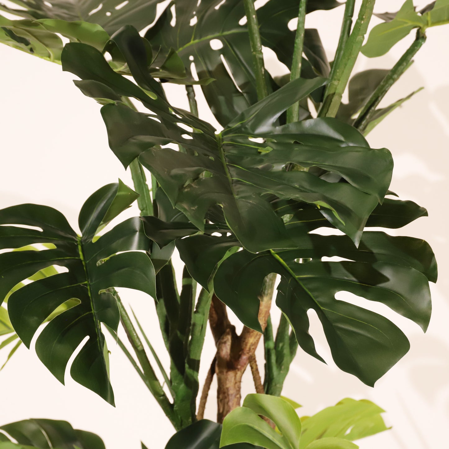 Monstera 160cm