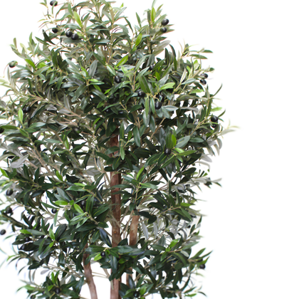 Olivo Mediterráneo 150cm