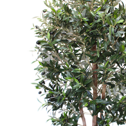 Olivo Mediterráneo 150cm