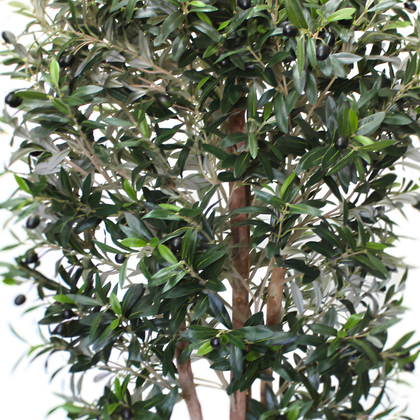 Olivo Mediterráneo 150cm