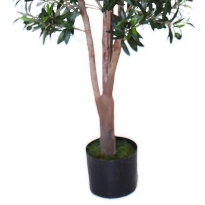 Olivo Mediterráneo 150cm