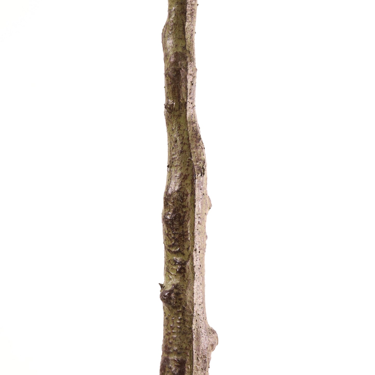 Olivier 150 cm