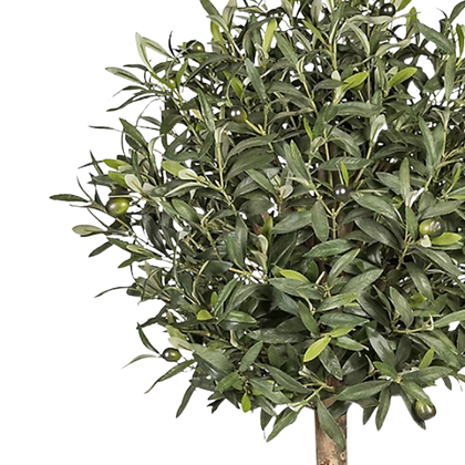Olivo Aura 90 cm