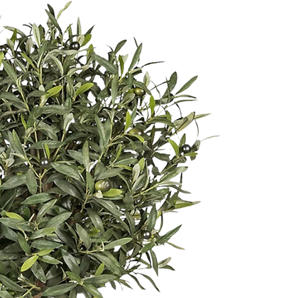 Olivo Aura 90 cm