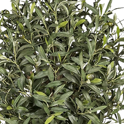 Olivo Aura 90 cm
