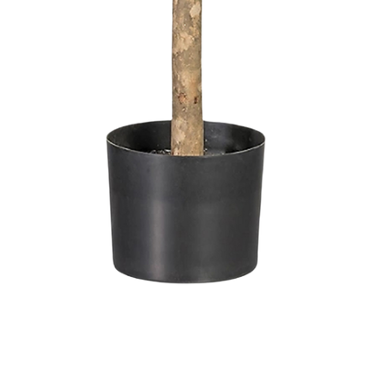 Olivo Aura 90 cm
