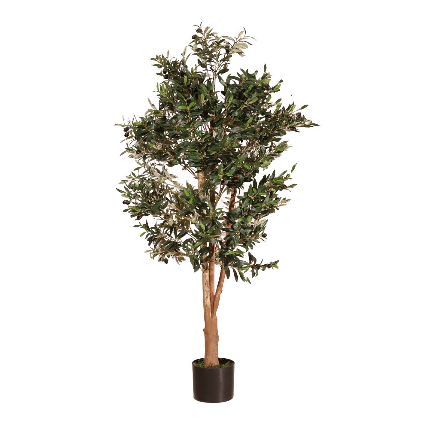 Olivo Mediterráneo 150cm