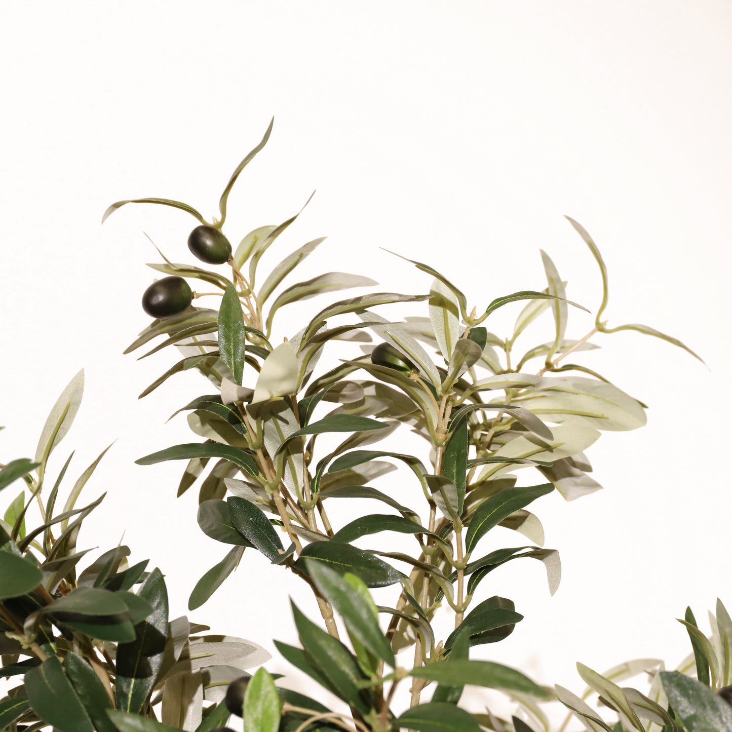 Olivo Mediterráneo 150cm