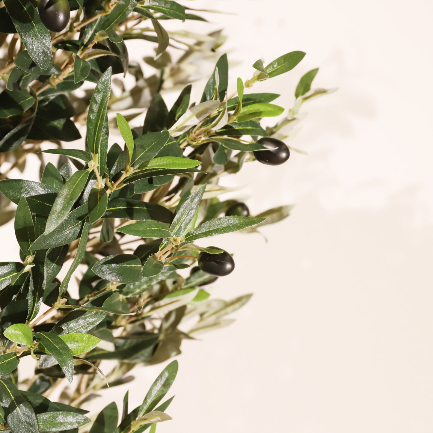 Olivo Mediterráneo 150cm