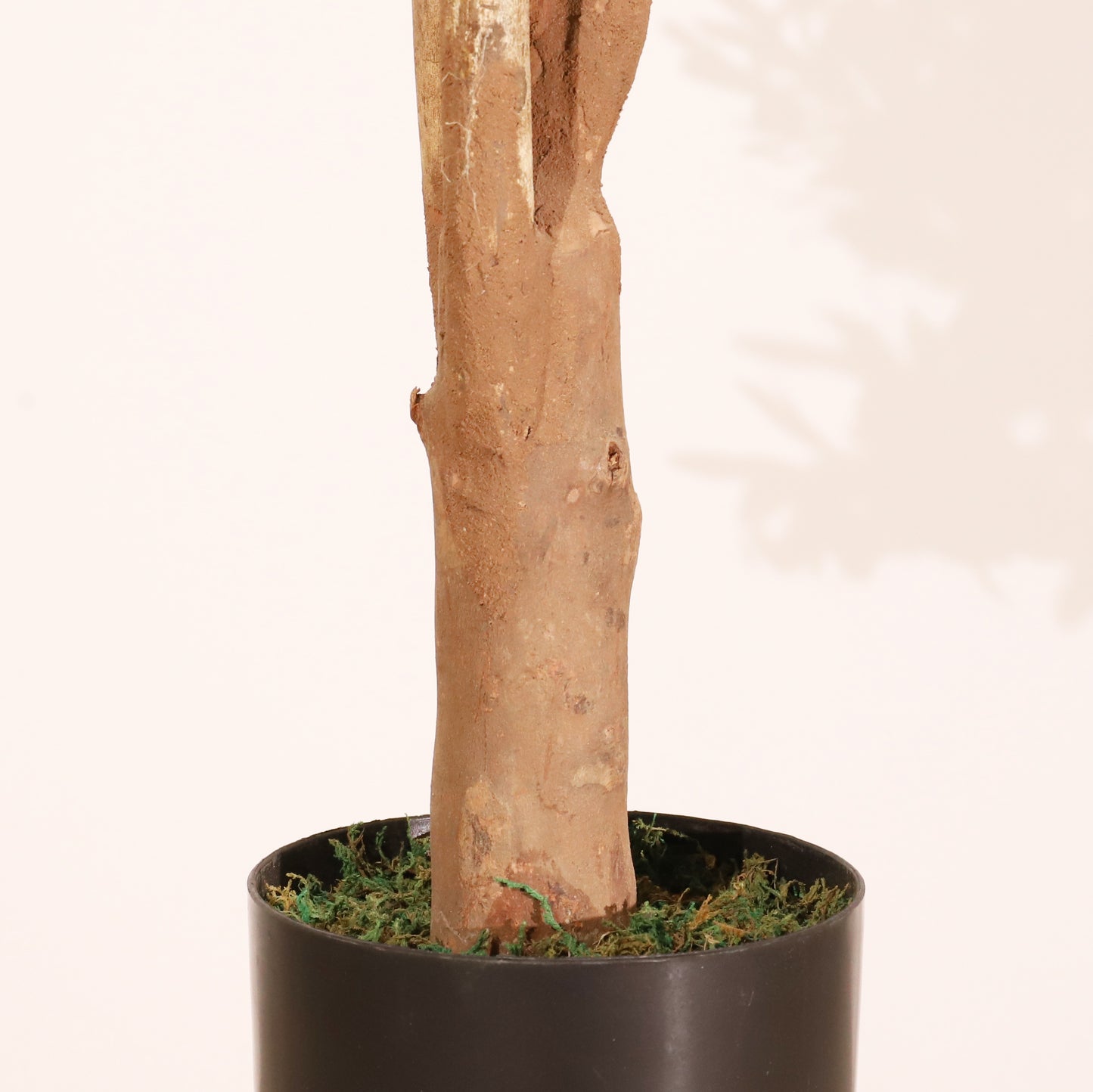 Olivo Mediterráneo 150cm