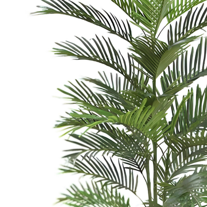 Palmera 150cm