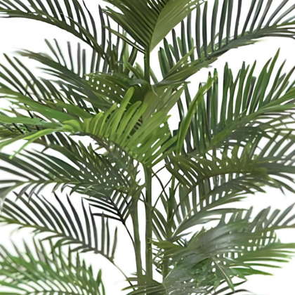 Palmera 150cm