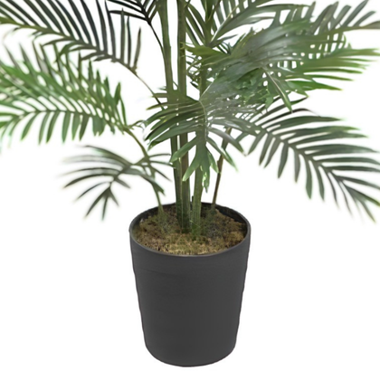 Palmera 150cm