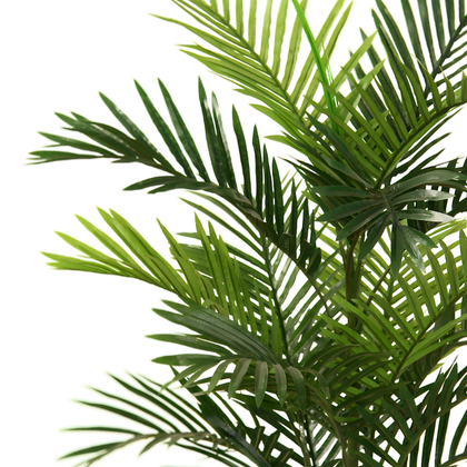 Palmera 85cm