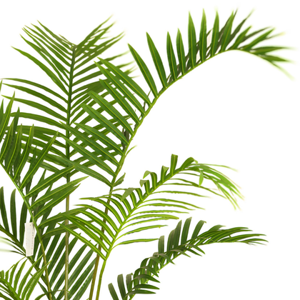 Palmera Areca 180cm