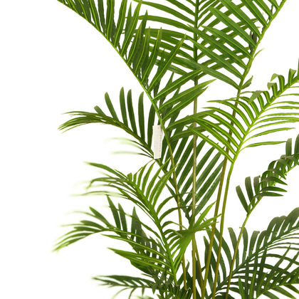 Palmera Areca 180cm