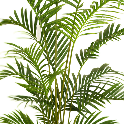 Palmera Areca 180cm