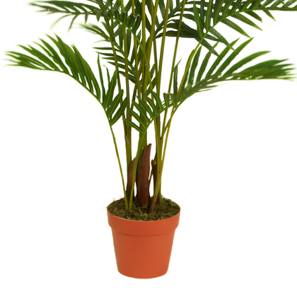 Palmera Areca 180cm