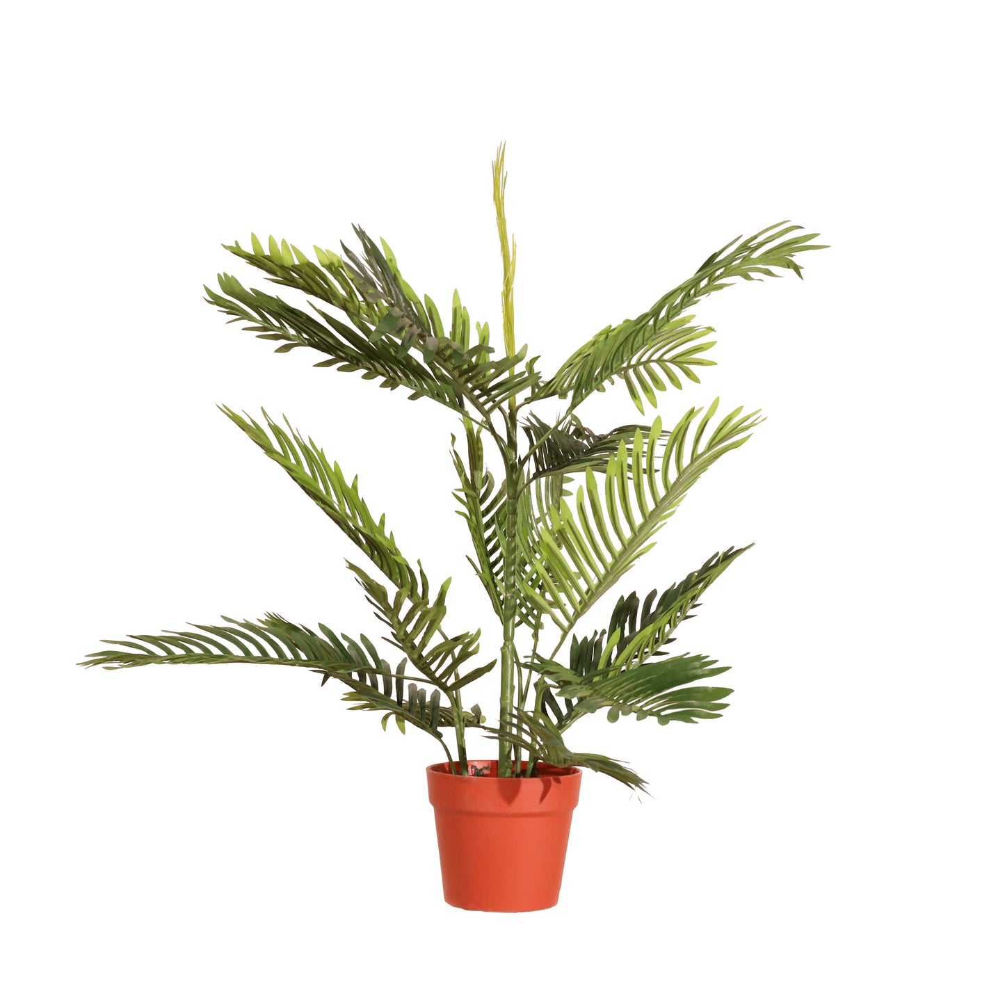 Palmera 85cm
